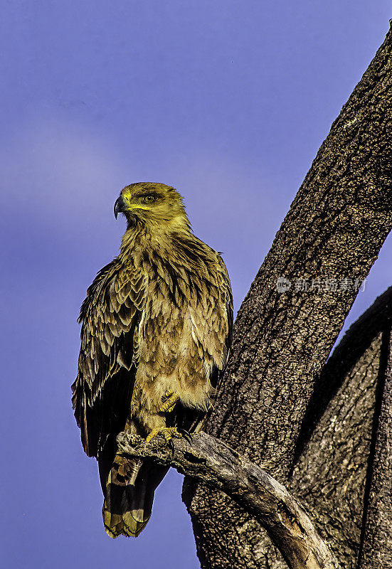 黄鹰(Aquila rapax)是一种大型猛禽。像所有的鹰一样，它属于鹰科。它的腿上有厚厚的羽毛，说明它是鹰嘴鸟亚科的一员。肯尼亚马赛马拉国家保护区。